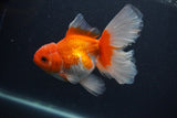 Thai Oranda  Red White 5.5 Inch (ID#0107T2b-69) Free2Day SHIPPING