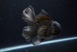 Thai Oranda  Black 5 Inch (ID#1224To6b-95)