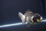 Short Body Thai Oranda  Panda 4 Inch (ID#1112To14b-60) Free2Day SHIPPING