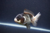 Short Body Thai Oranda  Panda 4 Inch (ID#1112To14b-60) Free2Day SHIPPING