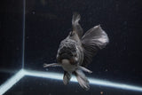 Thai Oranda  Black 5 Inch (ID#1224To6b-95)