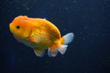 Juvenile Lionchu  Red White 3.5 Inch (ID#1018R11b-29) Free2Day SHIPPING