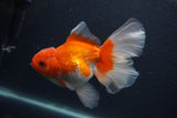 Thai Oranda  Red White 5.5 Inch (ID#0107T2b-69) Free2Day SHIPPING