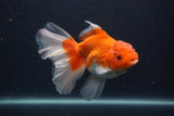 Thai Oranda  Red White 5.5 Inch (ID#0107T2b-69) Free2Day SHIPPING