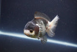 Short Body Thai Oranda  Panda 4 Inch (ID#1112To14b-60) Free2Day SHIPPING