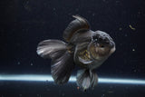 Thai Oranda  Black 5 Inch (ID#1224To6b-95)