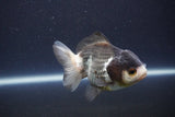 Short Body Thai Oranda  Panda 4 Inch (ID#1112To14b-60) Free2Day SHIPPING