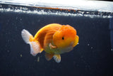 Juvenile Lionchu  Red White 3.5 Inch (ID#1018R11b-29) Free2Day SHIPPING