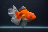 Thai Oranda  Red White 5.5 Inch (ID#0107T2b-69) Free2Day SHIPPING