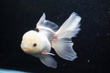 Thai Oranda  Panda 5.5 Inch (ID#920To6c-107)