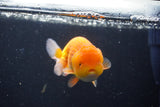 Juvenile Lionchu  Red White 3.5 Inch (ID#1018R11b-29) Free2Day SHIPPING