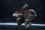 Thai Oranda  Black 5 Inch (ID#1224To6b-95)