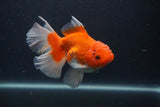 Thai Oranda  Red White 5.5 Inch (ID#0107T2b-69) Free2Day SHIPPING