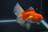 Thai Oranda  Red White 5.5 Inch (ID#0107T2b-69) Free2Day SHIPPING