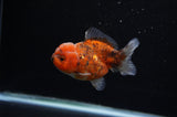Yuan Bao Oranda  Calico 3.5 Inch (ID#307Yb10b-46) Free2Day SHIPPING