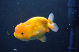 Juvenile Lionchu  Red White 3.5 Inch (ID#1018R11b-29) Free2Day SHIPPING