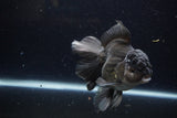 Thai Oranda  Black 5 Inch (ID#1224To6b-95)