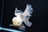 Thai Oranda  Panda 5.5 Inch (ID#920To6c-107)