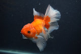 Thai Oranda  Red White 5.5 Inch (ID#0107T2b-69) Free2Day SHIPPING