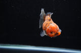 Yuan Bao Oranda  Calico 3.5 Inch (ID#307Yb10b-46) Free2Day SHIPPING