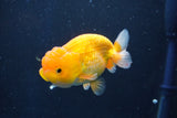 Juvenile Lionchu  Red White 3.5 Inch (ID#1018R11b-29) Free2Day SHIPPING