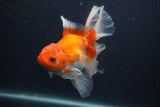 Thai Oranda  Red White 5.5 Inch (ID#0107T2b-69) Free2Day SHIPPING