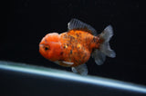 Yuan Bao Oranda  Calico 3.5 Inch (ID#307Yb10b-46) Free2Day SHIPPING