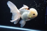 Thai Oranda  Panda 5.5 Inch (ID#920To6c-107)