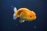 Juvenile Lionchu  Red White 3.5 Inch (ID#1018R11b-29) Free2Day SHIPPING