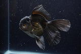 Thai Oranda  Black 5 Inch (ID#1224To6b-95)