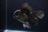 Thai Oranda  Black 5 Inch (ID#1224To6b-95)