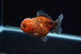 Yuan Bao Oranda  Calico 3.5 Inch (ID#307Yb10b-46) Free2Day SHIPPING