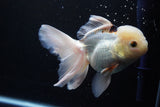 Thai Oranda  Panda 5.5 Inch (ID#920To6c-107)