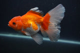 Thai Oranda  Red White 5.5 Inch (ID#0107T2b-69) Free2Day SHIPPING