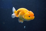 Juvenile Lionchu  Red White 3.5 Inch (ID#1018R11b-29) Free2Day SHIPPING