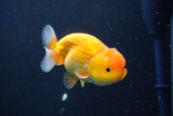 Juvenile Lionchu  Red White 3.5 Inch (ID#1018R11b-29) Free2Day SHIPPING