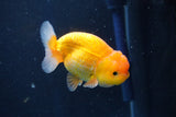 Juvenile Lionchu  Red White 3.5 Inch (ID#1018R11b-29) Free2Day SHIPPING