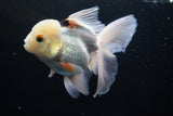 Thai Oranda  Panda 5.5 Inch (ID#920To6c-107)