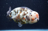Milk Cow Ranchu  Calico 5.5 Inch (ID#415R10a-88) Free2Day SHIPPING