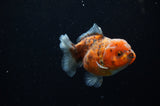 Yuan Bao Oranda  Calico 3.5 Inch (ID#307Yb10b-46) Free2Day SHIPPING