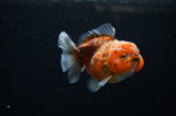 Yuan Bao Oranda  Calico 3.5 Inch (ID#307Yb10b-46) Free2Day SHIPPING