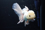 Thai Oranda  Panda 5.5 Inch (ID#920To6c-107)