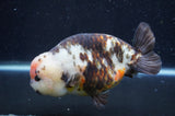 Milk Cow Ranchu  Calico 5.5 Inch (ID#415R10a-88) Free2Day SHIPPING
