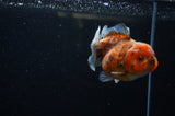 Yuan Bao Oranda  Calico 3.5 Inch (ID#307Yb10b-46) Free2Day SHIPPING