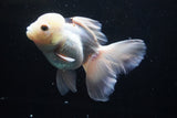 Thai Oranda  Panda 5.5 Inch (ID#920To6c-107)