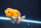 Juvenile Lionchu  Red White 3.5 Inch (ID#1018R11b-30) Free2Day SHIPPING