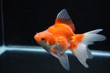 Ryukin Long Tail Red White 5 Inch (ID#1220Ry7b-1) Free2Day SHIPPING