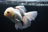 Thai Oranda  Panda 5.5 Inch (ID#920To6c-107)