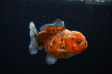 Yuan Bao Oranda  Calico 3.5 Inch (ID#307Yb10b-46) Free2Day SHIPPING