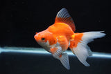 Ryukin Long Tail Red White 5 Inch (ID#1220Ry7b-1) Free2Day SHIPPING